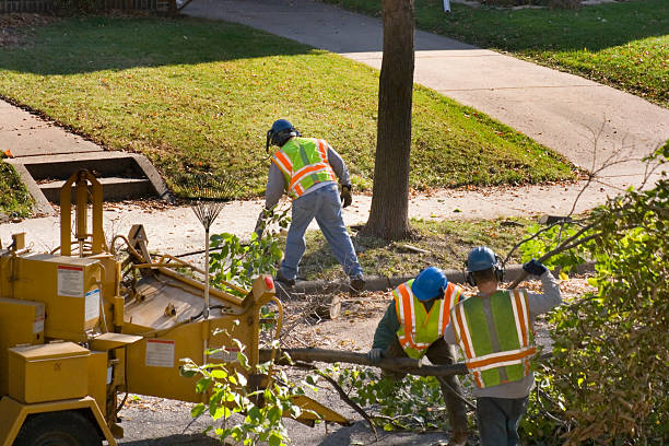 Best Tree Disease Treatment  in Watertown, TN